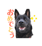 甲斐犬 秋月【第2弾】（個別スタンプ：37）