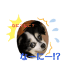 シナモンちーちゃん（個別スタンプ：3）