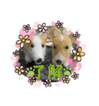 チビコギズスタンプ（個別スタンプ：4）