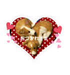 チビコギズスタンプ（個別スタンプ：8）