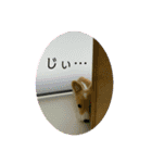 チビコギズスタンプ（個別スタンプ：15）