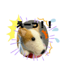 チビコギズスタンプ（個別スタンプ：17）