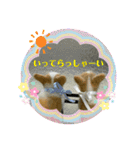 チビコギズスタンプ（個別スタンプ：21）