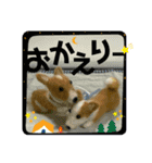 チビコギズスタンプ（個別スタンプ：22）