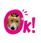 チビコギズスタンプ（個別スタンプ：23）