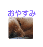チップのかわいいスタンプ2（個別スタンプ：1）