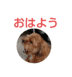 チップのかわいいスタンプ2（個別スタンプ：2）