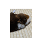 モルモットもんちゃん！（個別スタンプ：9）