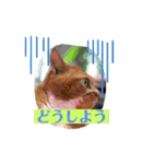 かわいいその二（個別スタンプ：5）