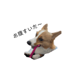 コーギー犬ココ③（個別スタンプ：1）