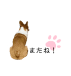 コーギー犬ココ③（個別スタンプ：3）