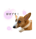 コーギー犬ココ③（個別スタンプ：5）