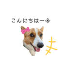 コーギー犬ココ③（個別スタンプ：6）