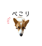 コーギー犬ココ③（個別スタンプ：8）