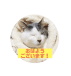 我が家のポコ（個別スタンプ：1）