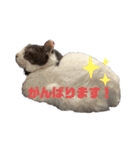 我が家のポコ（個別スタンプ：2）