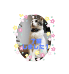 我が家のポコ（個別スタンプ：3）