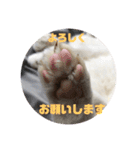 我が家のポコ（個別スタンプ：5）