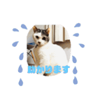 我が家のポコ（個別スタンプ：6）