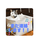 我が家のポコ（個別スタンプ：7）