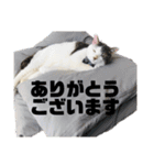 我が家のポコ（個別スタンプ：9）