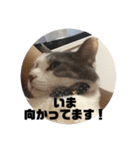 我が家のポコ（個別スタンプ：10）