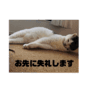 我が家のポコ（個別スタンプ：13）