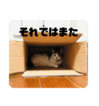 我が家のポコ（個別スタンプ：16）