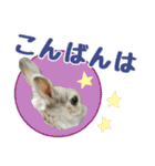 うさぎのタルト（個別スタンプ：14）