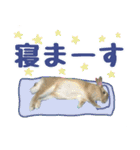 うさぎのタルト（個別スタンプ：16）