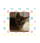 トラฅ( • ·̫ • ฅ)ネコ用（個別スタンプ：1）