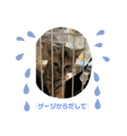 トラฅ( • ·̫ • ฅ)ネコ用（個別スタンプ：4）