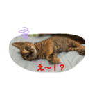 トラฅ( • ·̫ • ฅ)ネコ用（個別スタンプ：7）