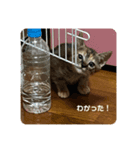 トラฅ( • ·̫ • ฅ)ネコ用（個別スタンプ：8）