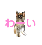 かわいい❤️こまちゃん4❤️❤️（個別スタンプ：7）