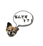 かわいい❤️こまちゃん4❤️❤️（個別スタンプ：10）