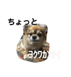 かわいい❤️こまちゃん4❤️❤️（個別スタンプ：12）