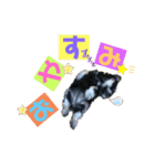 シュナウザー(こたろうともか)（個別スタンプ：1）