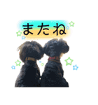 シュナウザー(こたろうともか)（個別スタンプ：4）