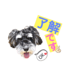 シュナウザー(こたろうともか)（個別スタンプ：5）