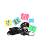 シュナウザー(こたろうともか)（個別スタンプ：10）