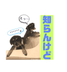 シュナウザー(こたろうともか)（個別スタンプ：15）