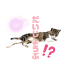ごえもん日和 5（個別スタンプ：3）