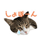 ごえもん日和 5（個別スタンプ：6）