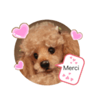 トイプーフランス語リアクション♡（個別スタンプ：6）