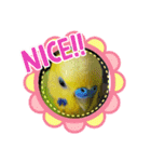愛しのインコファミリー♪（個別スタンプ：3）