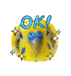 愛しのインコファミリー♪（個別スタンプ：5）