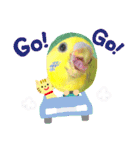 愛しのインコファミリー♪（個別スタンプ：6）