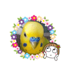 愛しのインコファミリー♪（個別スタンプ：11）
