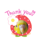 愛しのインコファミリー♪（個別スタンプ：14）